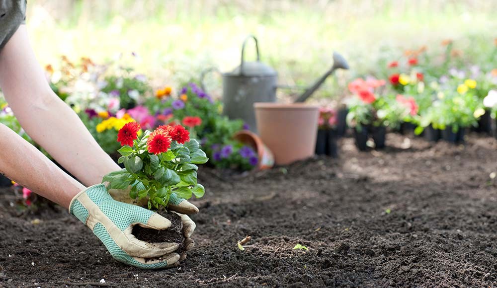 como plantar flores