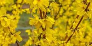 como plantar forsythia