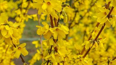 como plantar forsythia