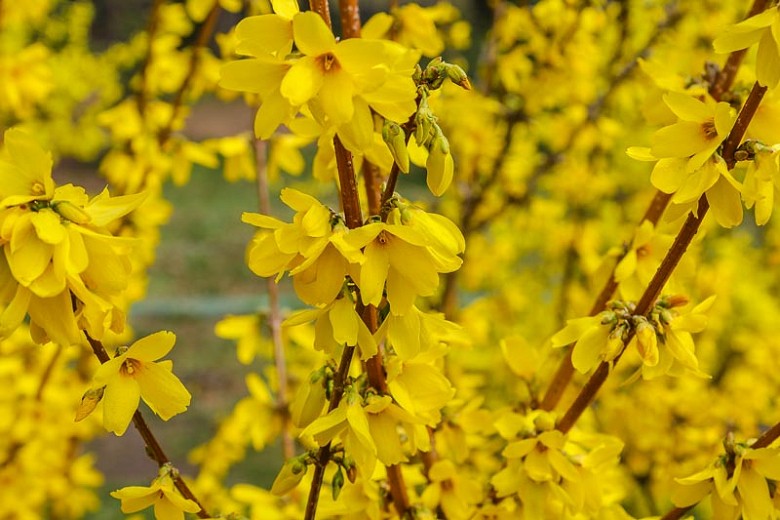 como plantar forsythia