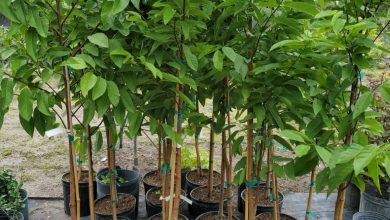 como plantar fruta do conde em casa