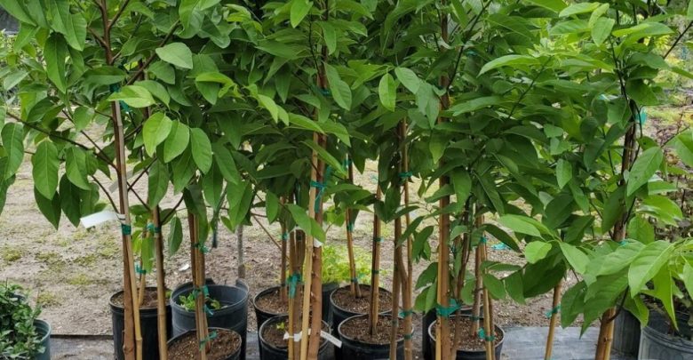 como plantar fruta do conde em casa