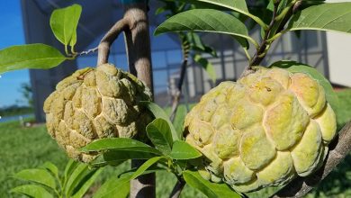 como plantar fruta do conde em casa