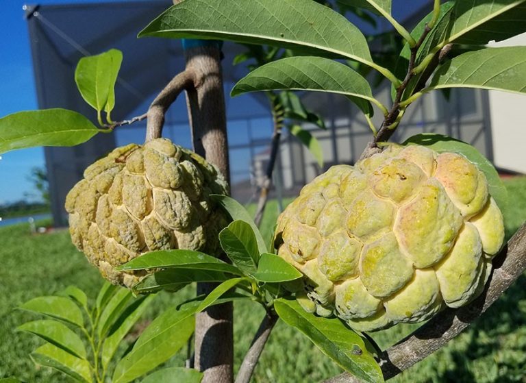 Como Plantar Fruta do Conde em Casa Horta em Casa Como Plantar Fruta do Conde em Casa Horta em Casa