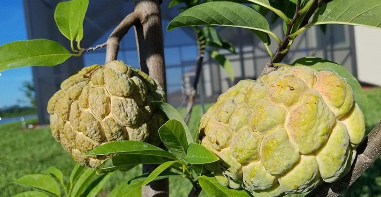 como plantar fruta do conde em casa