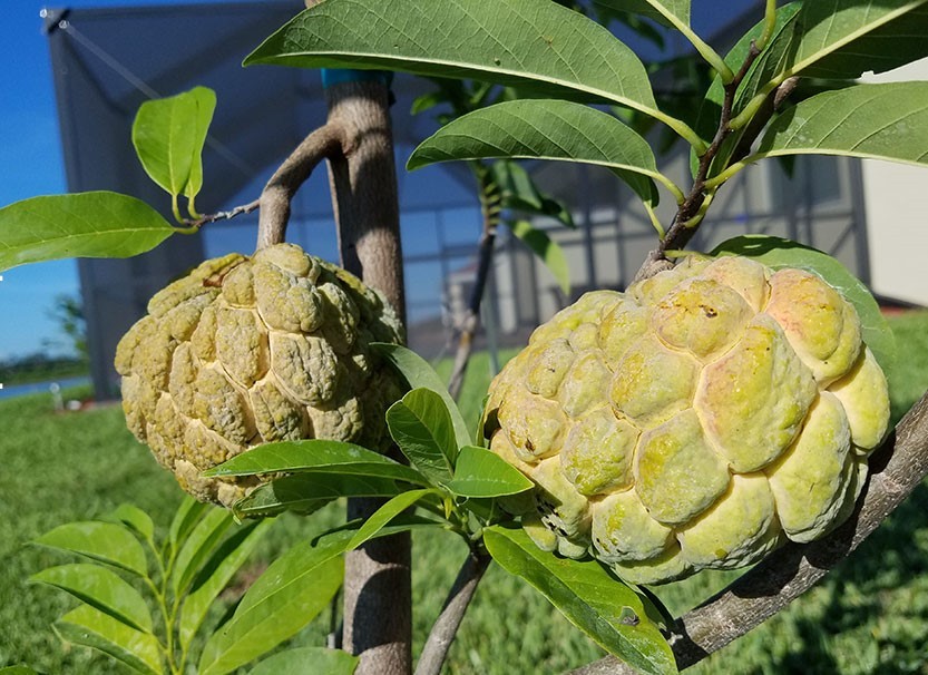 como plantar fruta do conde em casa