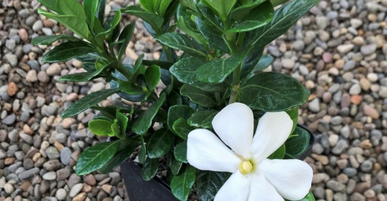 como plantar gardenia