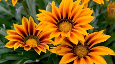 como plantar gazania