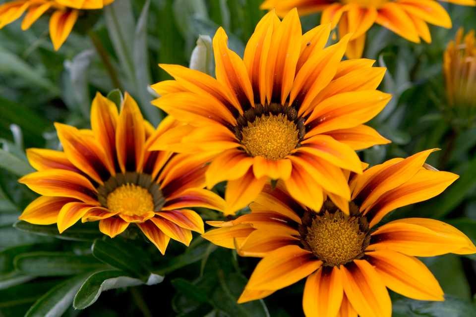 como plantar gazania