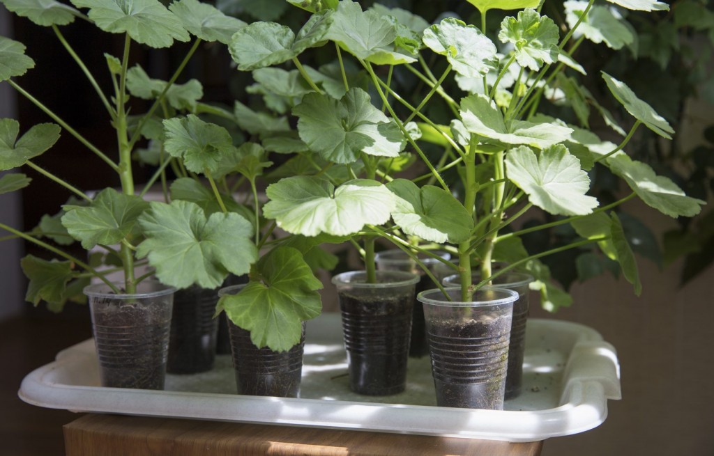 como plantar geranio em casa