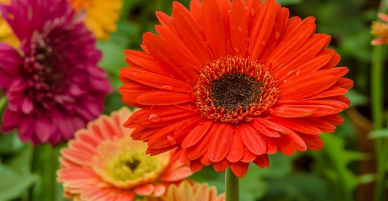 como plantar gerbera