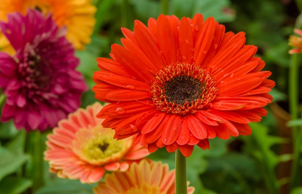 como plantar gerbera