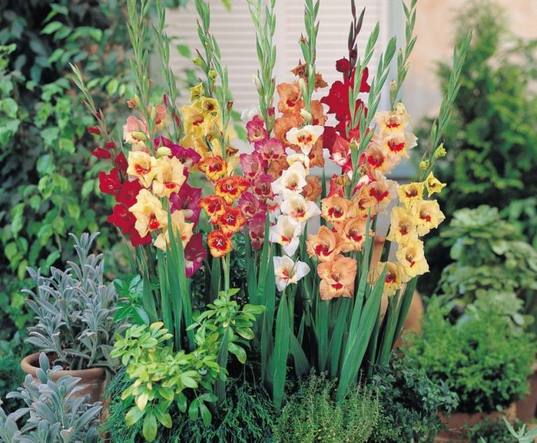 Como Plantar Gladíolo Horta em Casa