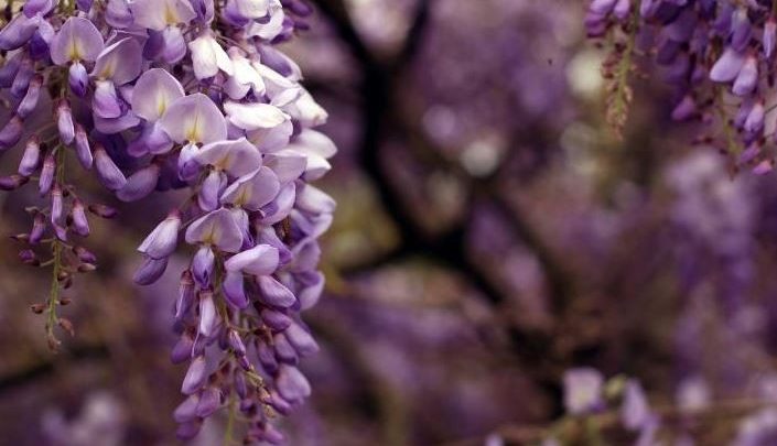 como plantar glicinia