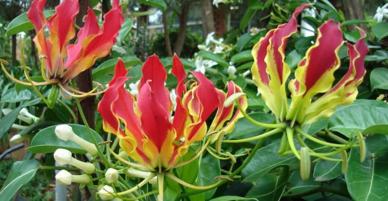 como plantar gloriosa