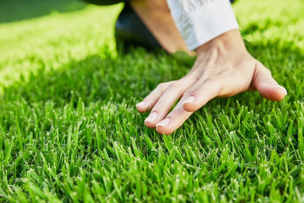 como plantar grama esmeralda