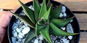 como plantar haworthia limifolia twister