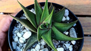 como plantar haworthia limifolia twister