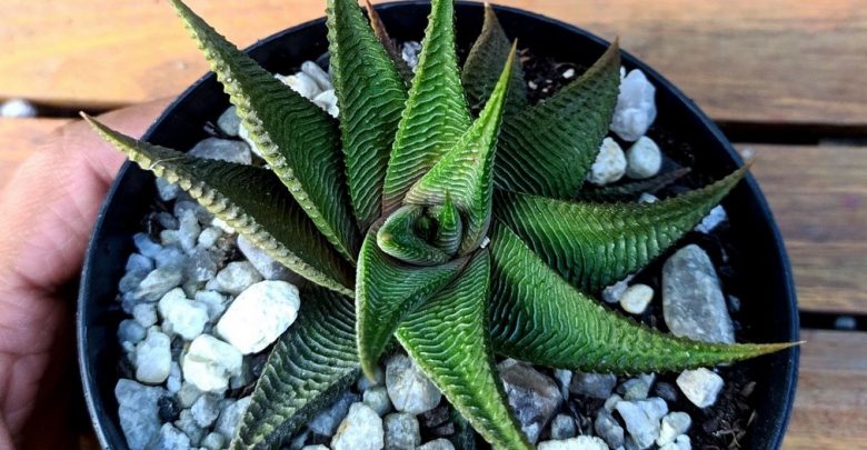 como plantar haworthia limifolia twister