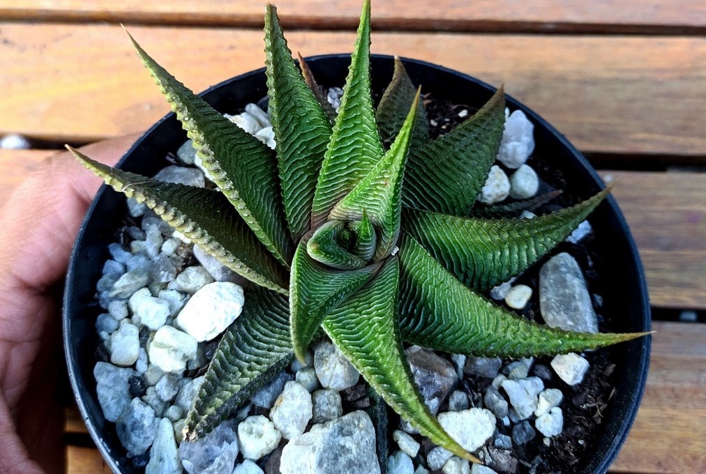 como plantar haworthia limifolia twister