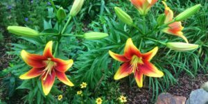 como plantar hemerocallis