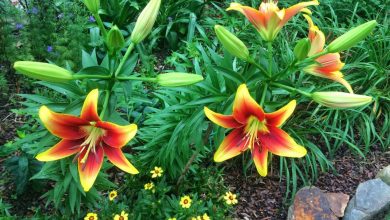 como plantar hemerocallis