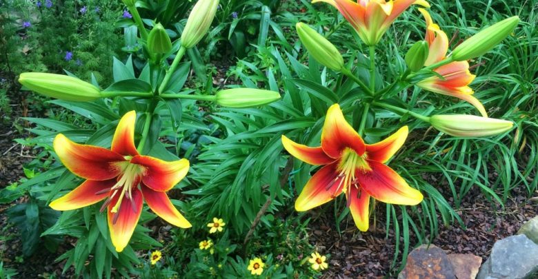 como plantar hemerocallis