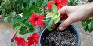 como plantar hibisco em casa