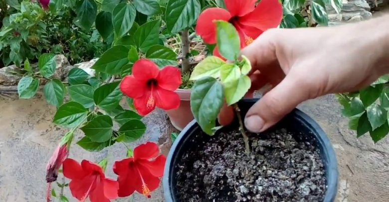 como plantar hibisco em casa