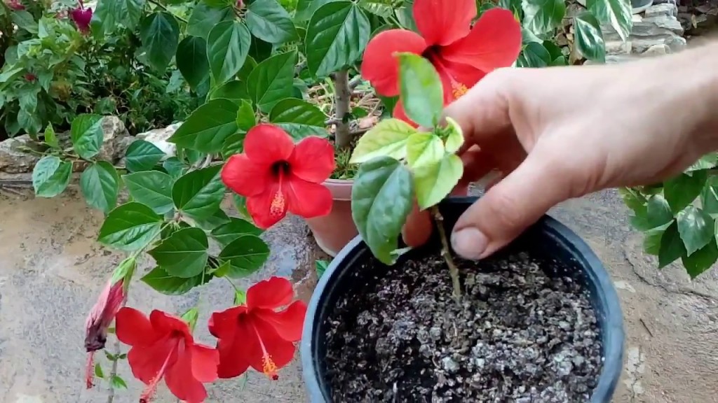 como plantar hibisco em casa