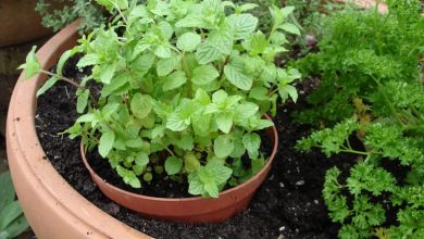 como plantar hortela
