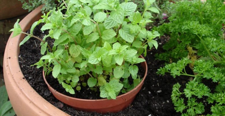 como plantar hortela