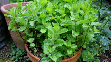 como plantar hortela-pimenta em casa