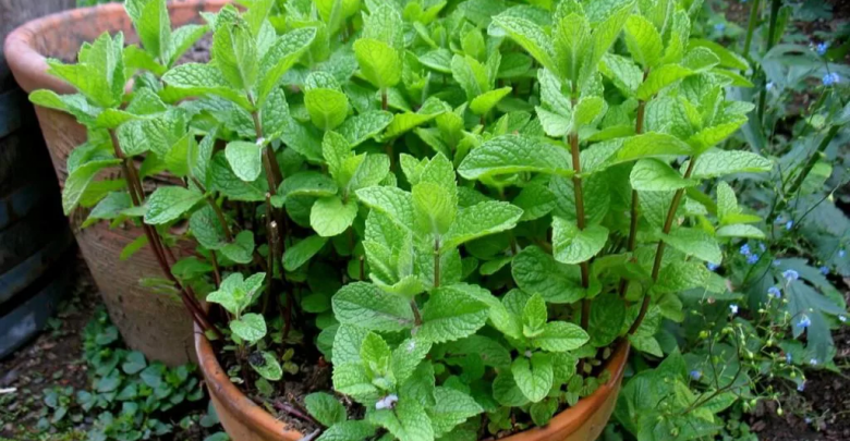 como plantar hortela-pimenta em casa