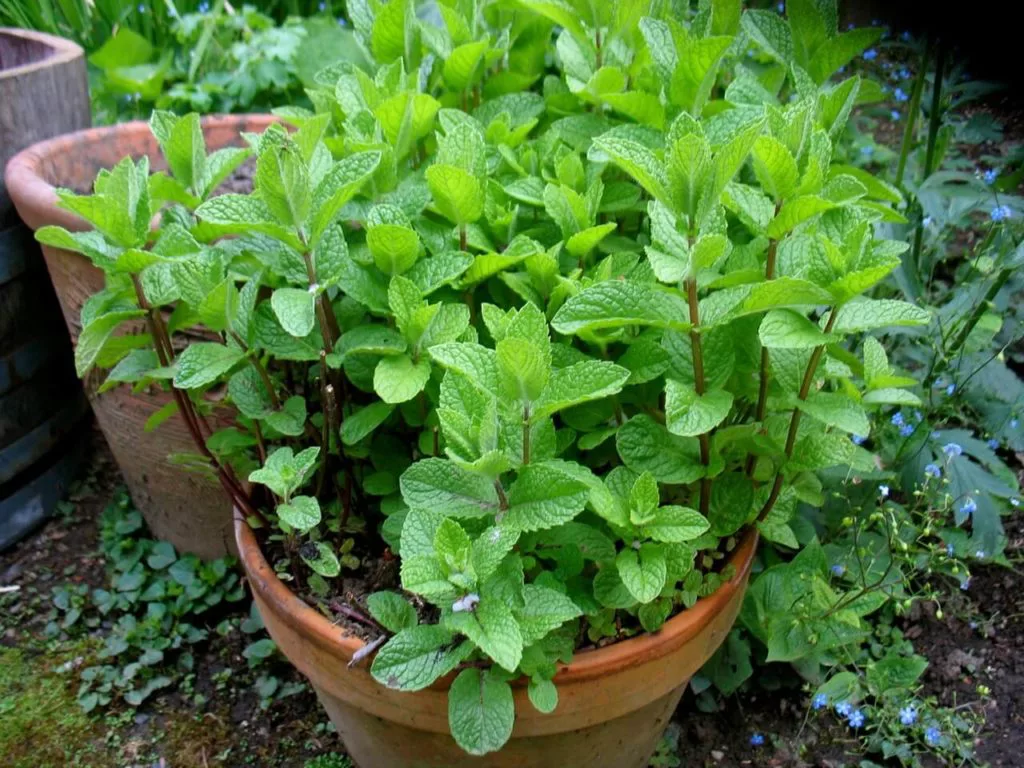 como plantar hortela-pimenta em casa