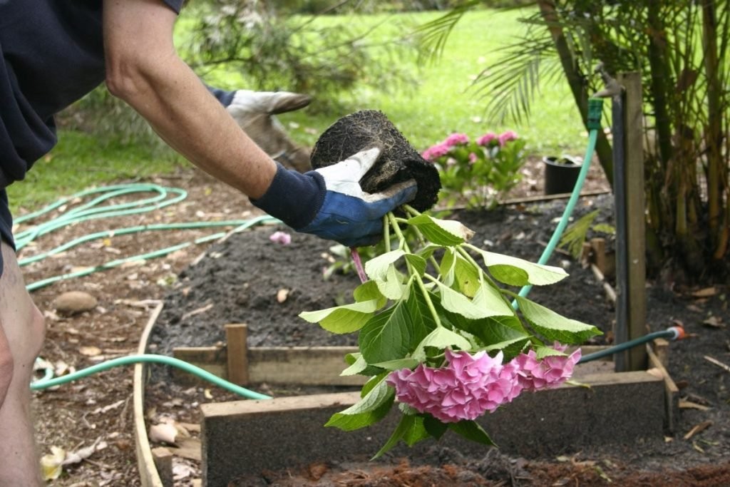 como plantar hortensia (2)