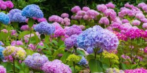 como plantar hortensia