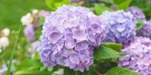 como plantar hortensia lilas