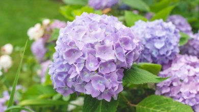 como plantar hortensia lilas