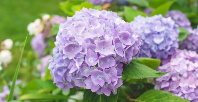 como plantar hortensia lilas