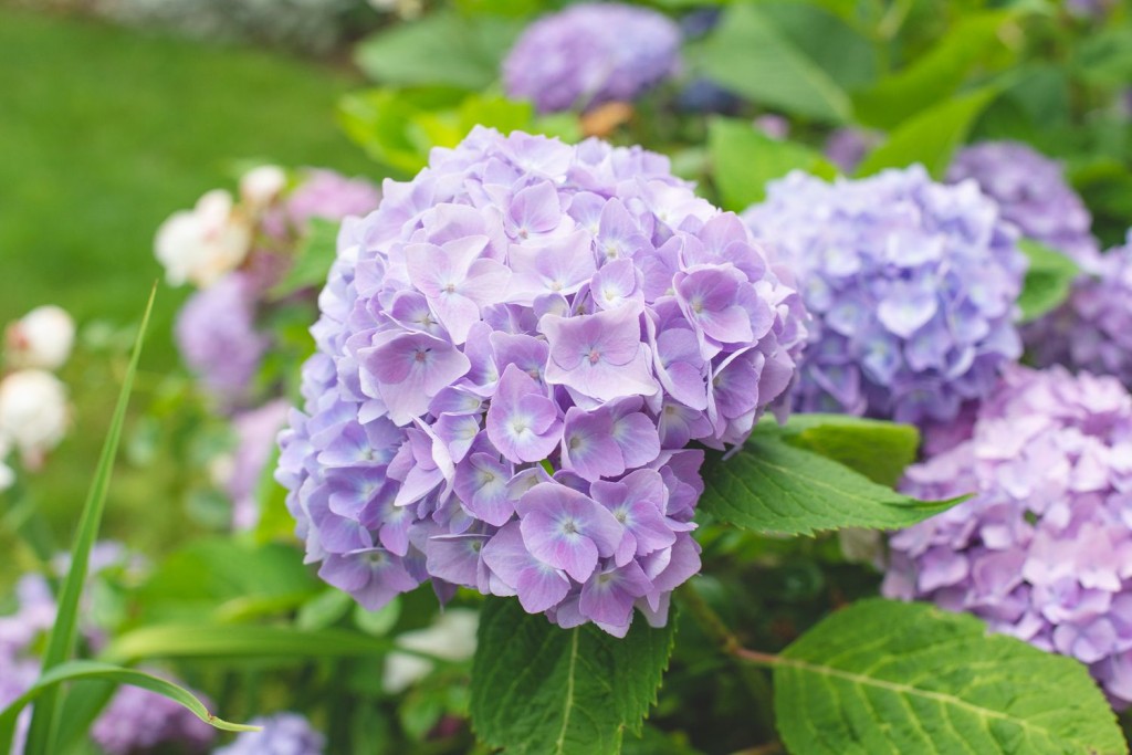 como plantar hortensia lilas