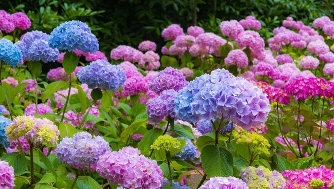 como plantar hortensia