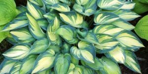 como plantar hostas