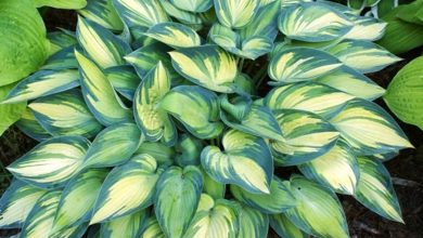 como plantar hostas