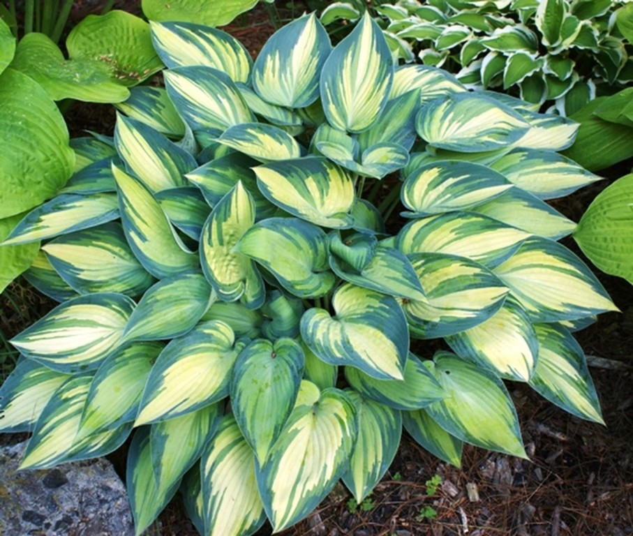 como plantar hostas