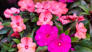 como plantar impatiens