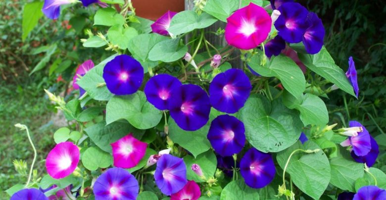 como plantar ipomeia