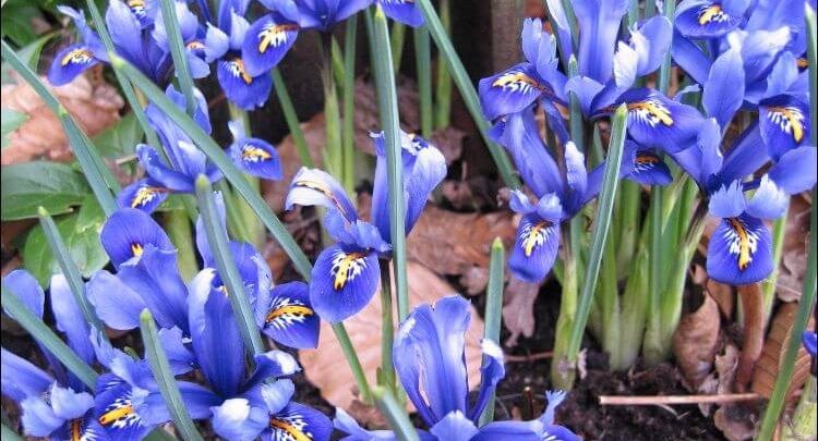 como plantar iris