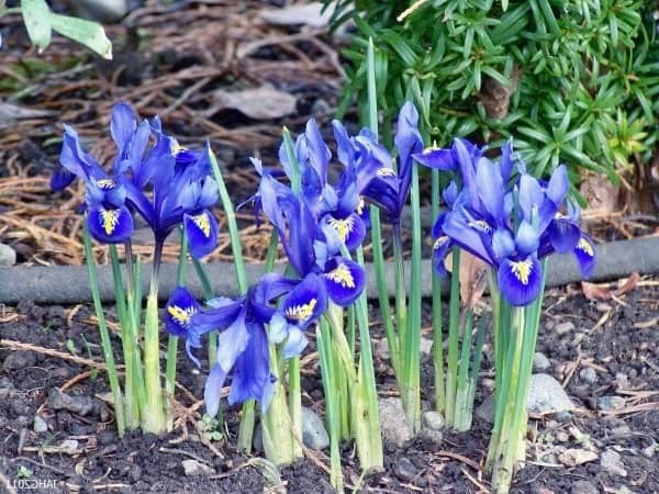 como plantar iris em casa