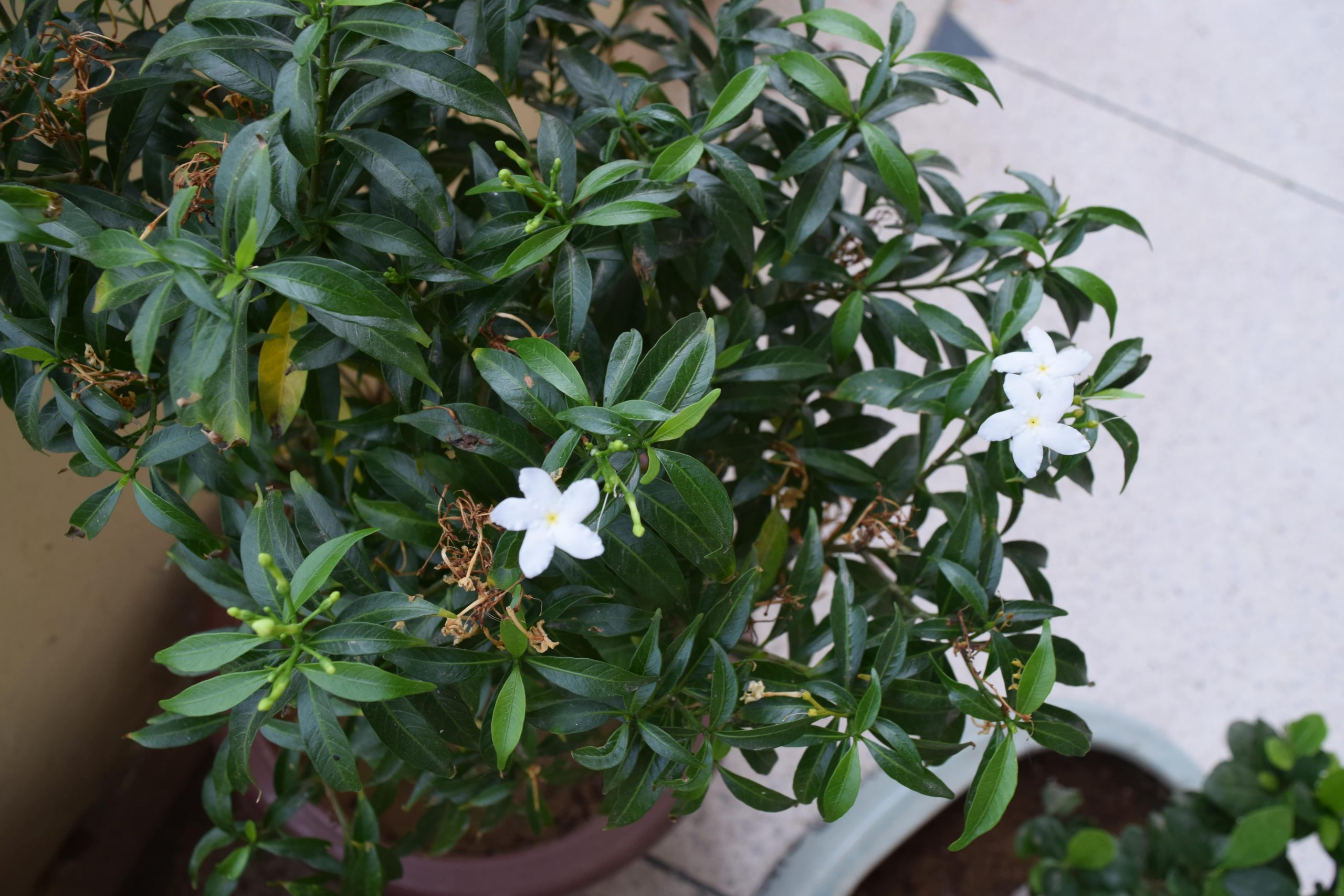 como plantar jasmim em casa